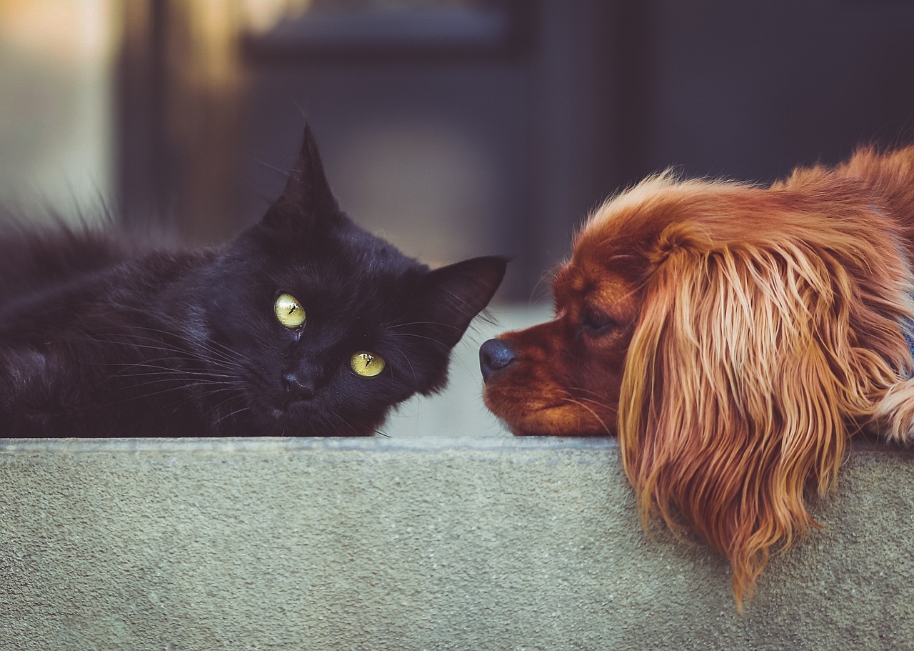 Diagnosing What’s “Wrong” With Your Pet